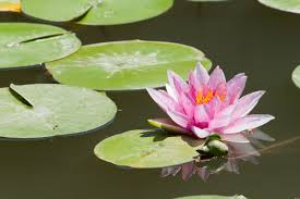 Kita akan mudan menemukan bunga teratai di atas kolam ikan atau di sungai yang. Lili Air Danau Teratai Foto Gratis Di Pixabay