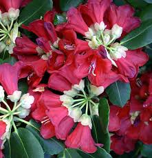 Image result for Rourea thomsonii