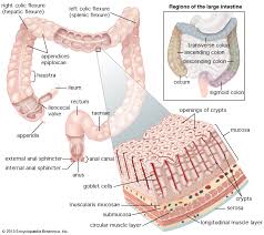 Large Intestine Britannica