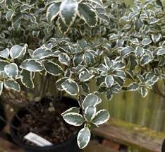 Image result for Pittosporum
