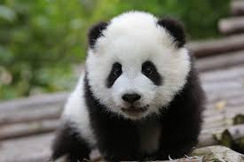 Maybe you would like to learn more about one of these? Panda Bear Wallpaper Cute Novocom Top