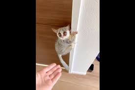 ぴょーんって飛ぶのかと思ったら まさかのそっち 階段の降り方に意表を突かれた 笑 fundo 笑 ペット 飛ぶ