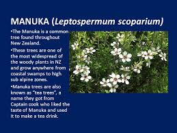 Maybe you would like to learn more about one of these? New Zealand Native Plants Manuka Leptospermum Scoparium The Manuka Is A Common Tree Found Throughout New Zealand These Trees Are One Of The Most Widespread Ppt Download