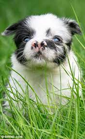 Find smooth collie puppies and dogs from a breeder near you. Border Collie Puppy Pua Is Born With Defect That Gave Him Two Noses Daily Mail Online