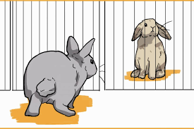 Check spelling or type a new query. Is It Okay To Have Only One Pet Rabbit