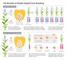 Scientists Have Identified The Genetic Source Of Haploid Induction A Process That Greatly Speeds Up Plant Breeding Infog Plant Breeding Plant Science Plants