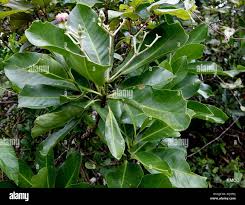 Image result for Anthocleista