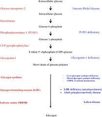 Glycogen phosphorylase catalyzes glycogen degradation. Glycogen Metabolism In Humans Abstract Europe Pmc