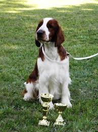 Image result for velššpringršpaněl