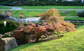 Gros arbuste de forme arrondie et au port érigé. Vegetaux Pour Jardin Japonais