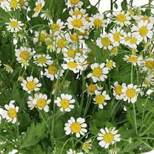 Pin On Flowers
