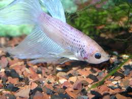 White opal betta commission for: Changing Color Around Betta S Gills Fish Care