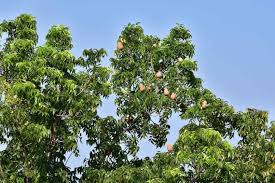 Image result for Swietenia