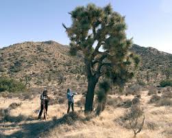 While the exact density of flowers and their peak time depends on. Joshua Tree National Park Is More Popular Than Ever But Its Namesake Trees Are Facing Extinction Vogue
