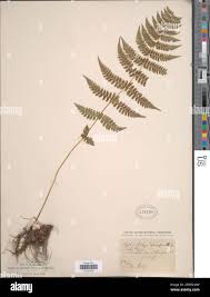 Image result for Athyrium schimperi