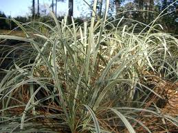 Check spelling or type a new query. Video Aztec Grass Reclaimed Garden