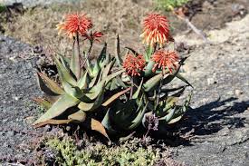 Image result for Aloe littoralis