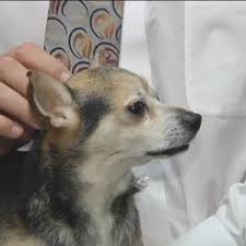 Maybe you would like to learn more about one of these? Freeze Dry Pet Preservation Featured By Jet24 Youtube