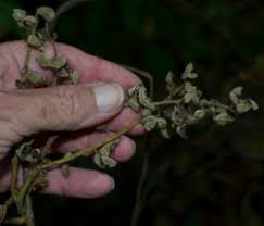 Image result for Rhynchosia elegans