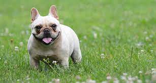 Do French Bulldogs Overheat Plus Tips For Keeping Them Cool