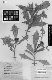 Image result for Argomuellera