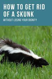 How To Get Rid Of A Skunk Without Losing Your Dignity Getting Rid Of Skunks Skunk Pest Control