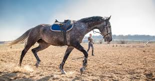 How to lunge a horse uk. How To Structure A 20 Minute Lunging Session For Your Horse