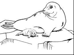 The lizards mainly eat fruits, vegetables and plants. Exclusive Picture Of Seal Coloring Pages Albanysinsanity Com Coloring Pages Lion Coloring Pages Animal Drawings