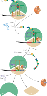For any given protein, a variety of ptms offer a way to facilitate rapid cellular changes by altering the structure and function of the protein. Pdf Protein Synthesis Translation And Posttranslational Modifications Semantic Scholar