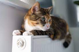 Premium Photo Cat Paws On Radiator Domestic Kitten Warming On Battery In Cold Autumn Or Winter Weather Outdoor