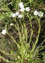 Image result for Cerastium indicum