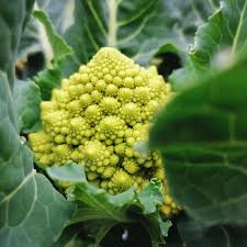 Image result for Brassica