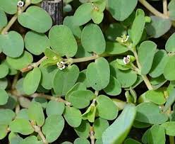 Image result for Euphorbia serpens