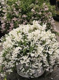 Click on image to view details: 25 Bushes With White Flowers White Flowering Shrubs