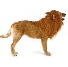 Fancy Lion Mane Wig Pet Costume Adjustable Washable Comfortable Cute Lion Hair Halloween Dress Up Par Pet Costumes For Dogs Pet Halloween Costumes Pet Costumes
