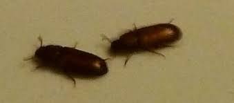 Tribolium Sp Ces Petites Betes Noires Ont Elu Domicile Dans Nos Chambres Le Monde Des Insectes