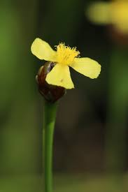 Image result for Xyris valida