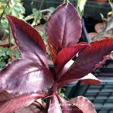 Image result for Euphorbia glanduligera
