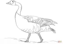Push pack to pdf button and download pdf coloring book for free. Canadian Goose Walking Coloring Page Free Printable Coloring Pages Coloring Home