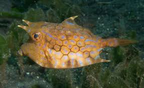 Image result for Steganotaenia hockii