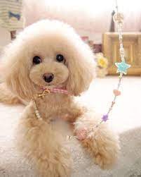 Yes, you've probably seen many poodles that are stylish, flamboyant, and have their own identity. 40 Poodle Haircuts You Ll Definitely Love Hairstylecamp