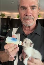 Biscuit ❤️😻❤️..@Loop @stefanie.lynn00 @Maddie <3 #davidloop65 #fyp #cat  #cattok #catsoftiktok #catdad #catmom #kitten #kittensoftiktok