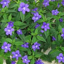 Image result for Barleria cristata