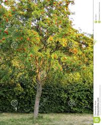Productive Tree Of Rowan Clusters Of Orange Berries Of Rowan Tree In Garden City Stock Photo 49178377 Megapixl
