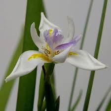 Image result for African Iris