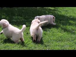 Golden retriever puppies for sale in cookeville tn. Craigslist Golden Retriever Puppies For Sale Near Me 07 2021