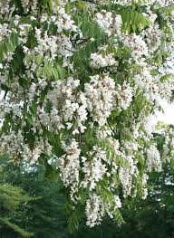Image result for Robinia
