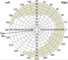 The Eye Central Neurophysiology Of Vision The Nervous