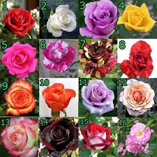 Paling Keren 30 Gambar Bunga Yang Tidak Ada Warnanya Tanaman Bunga Mawar Aneka Warna 10 Pcs Download Indahnya Bunga War Di 2020 Bunga Bunga Hortensia Mawar Cantik