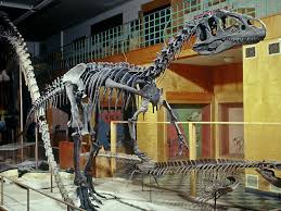 Bishop Museum Of Science And Nature Jobs Http Www Oucom Ohiou Edu Dbms Witmer Images Allosaurus Bigal Mount R1 06741 0005 Jpg Big Al Paleontology Dinosaur Fossils